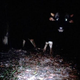 Image for article titled The Very Best Camera Trap Photography